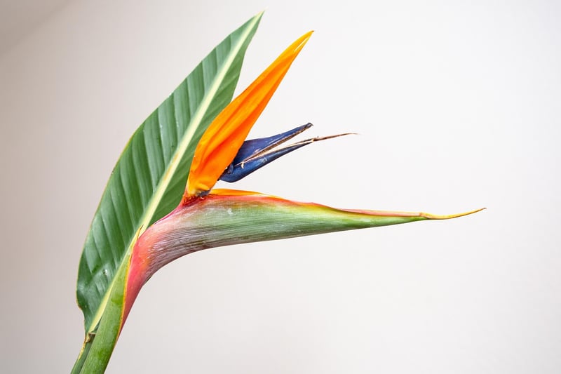 Exotic Plant Paradises